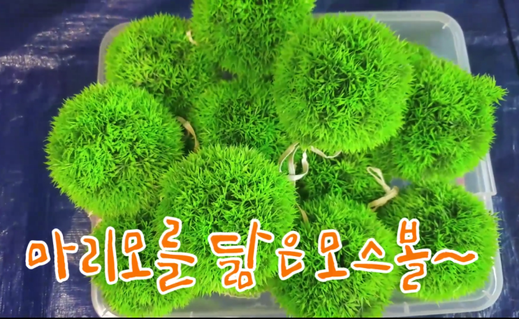  동글동글 마리모 | 마리모를 찾아 떠나보자 | 오감놀이 | 오감 TV