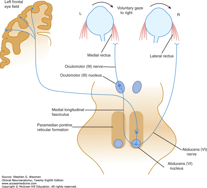 Internuclear opthalmoplegia(INO) : 네이버 블로그