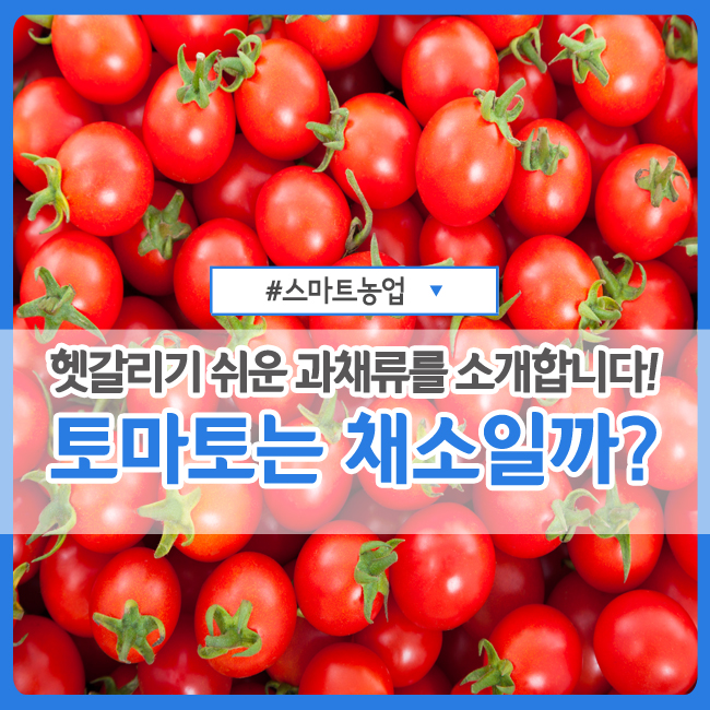  토마토는 과일일까? 채소일까? :: 헷갈리기 쉬운 과채류에 대해 알아보자!