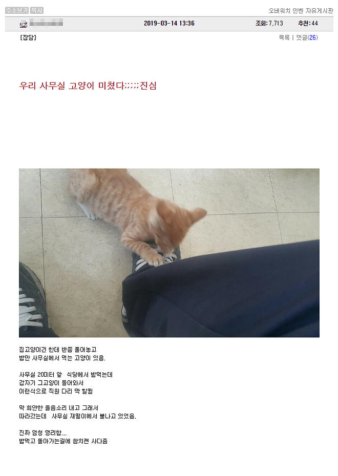 은혜 갚은 고양이