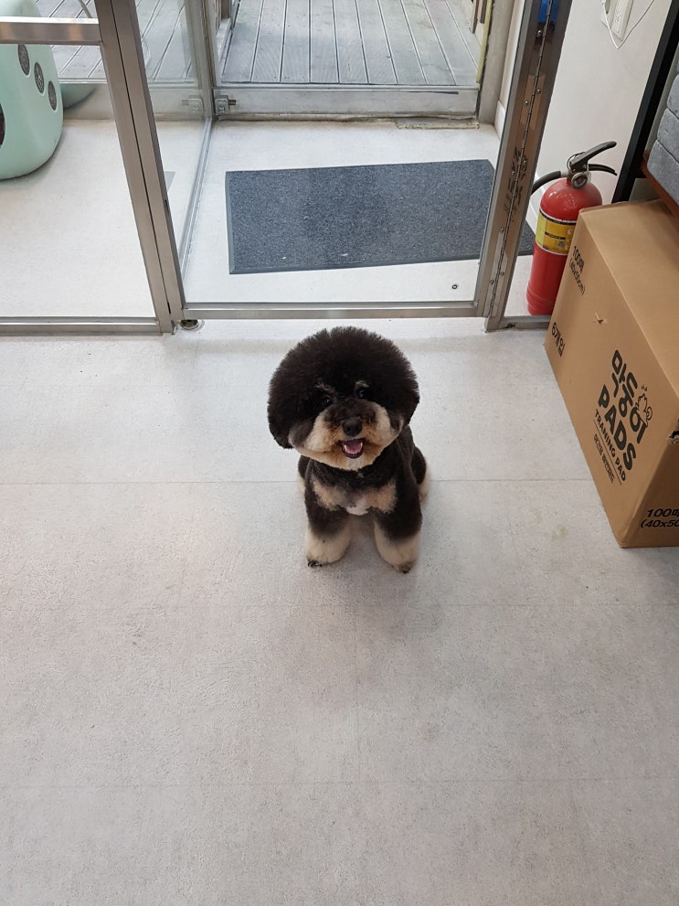  푸들가위컷종류!엄청많지요~!인천 애견미용 애견가위컷전문 인천과 청라 아기강아지에서~