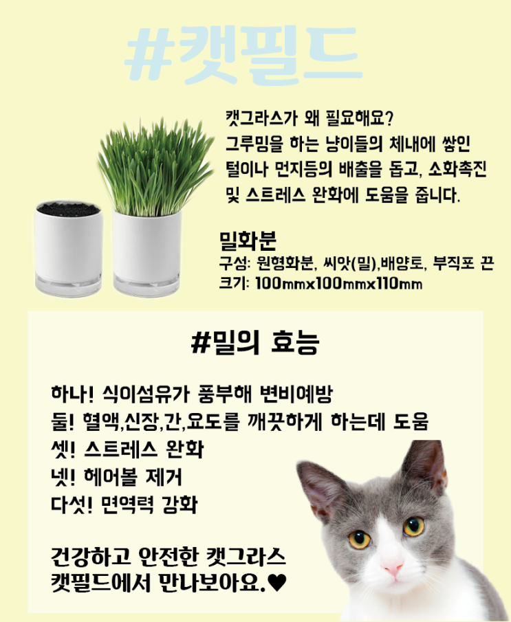  캣필드에서 냥이들이 좋아하는 캣그라스 만나보세오. (feat. 밀)