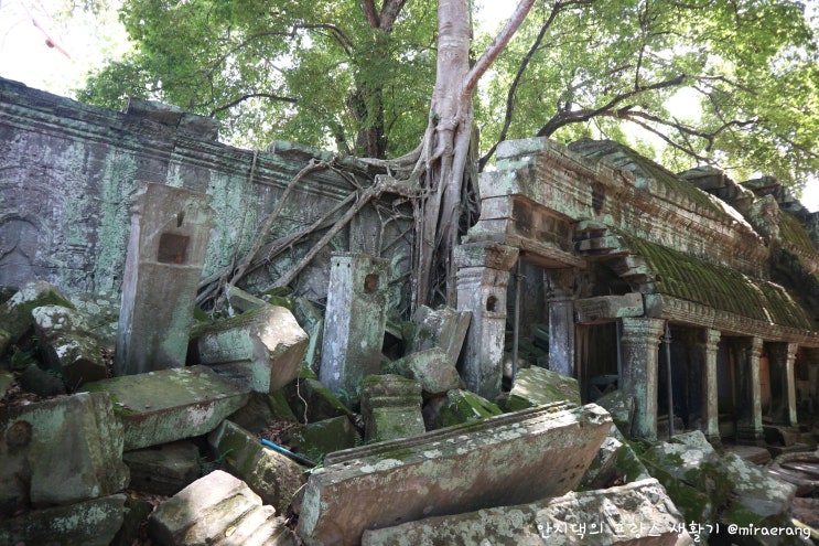  [동남아 한달여행_Cambodia] 캄보디아 앙코르와트 [4] : '타 프롬 Ta Prohm'사원(툼레이더 촬영지)/시엠립 한식당 M Cook