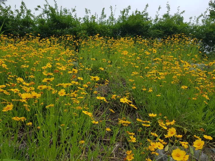  난 꽃길만 걸어요~ 부럽죠? 그런데 말입니다?