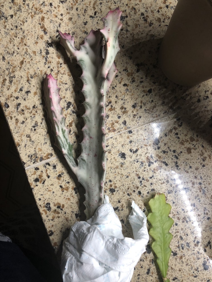  오늘자 다육이~& 며칠전 지앤숍 방문후기