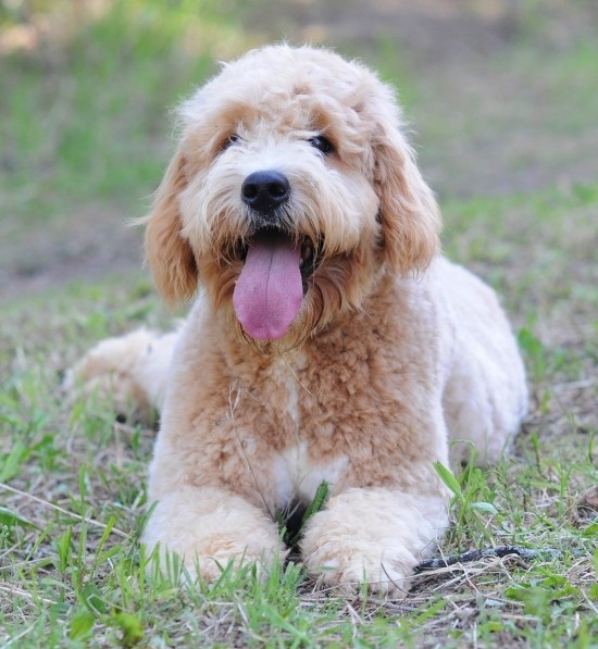 골든두들(Goldendoodle)