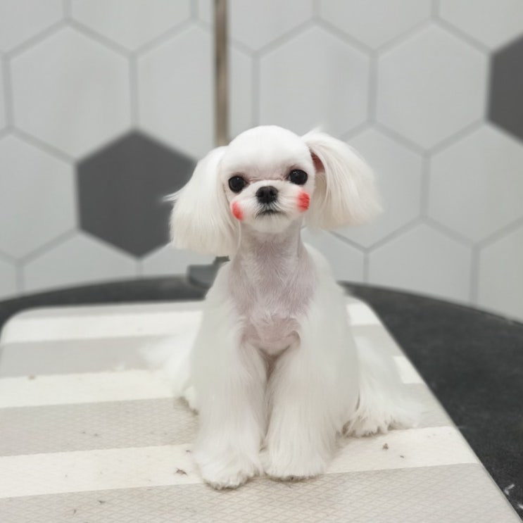  청라애견미용 포메미용 포메가위컷 포메곰돌이컷 말티즈미용 말티즈판타롱 말티즈스포팅