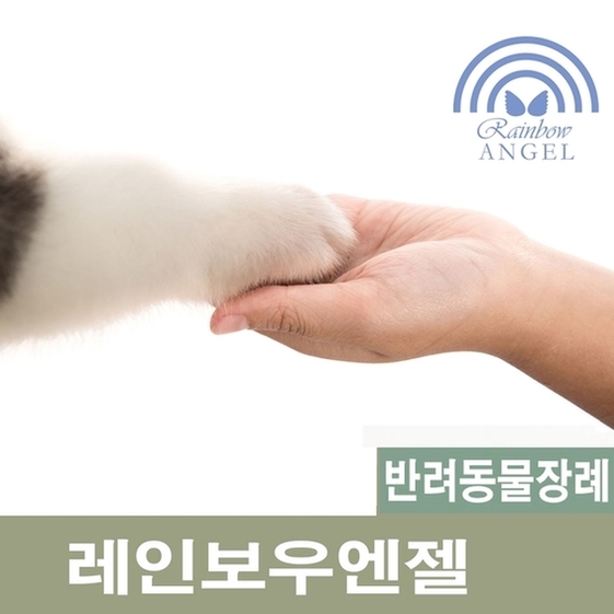  [강아지장례식장] 강아지무지개다리로의 아름다운 이별 레인보우엔젤