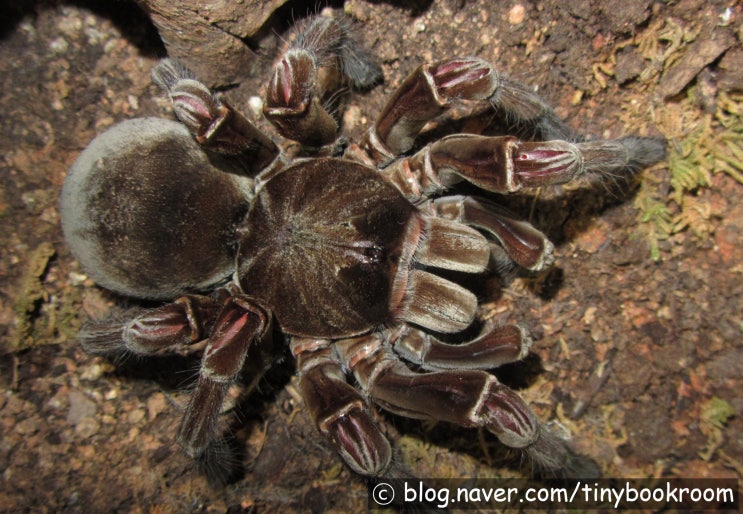 테라포사 도감 Theraphosa spp.