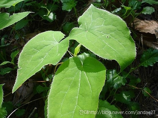 정력에 좋은 약초가 변한 남편? 15