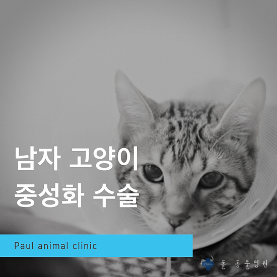  남자고양이중성화수술 & 분당 성남 24시 폴 동물병원(정자동, 고양이 수술)