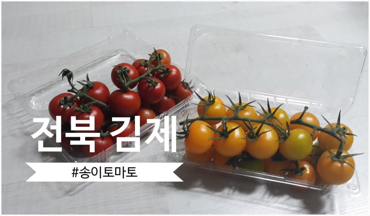  완숙토마토 추천 : 전북 김제 완숙 송이 토마토 눈이 즐겁고 맛도 좋음!