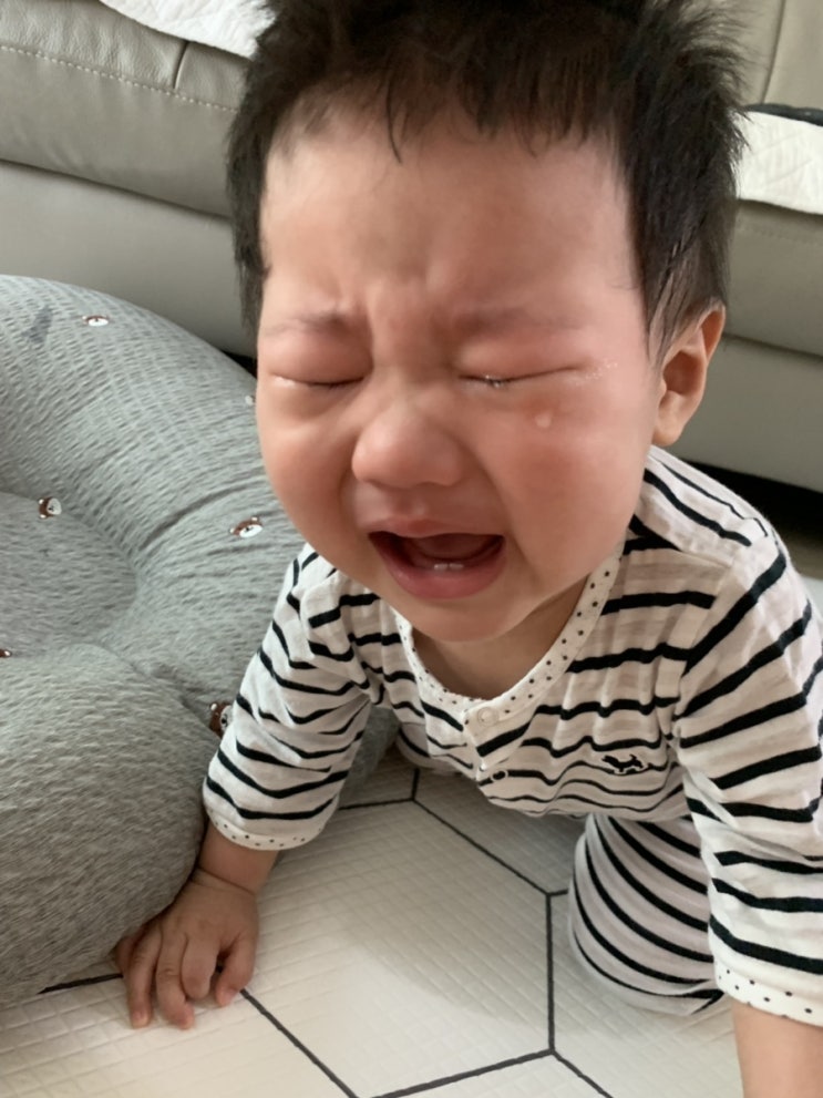  울애기 280일차_ 짠내폭발시기 /치대기 대마왕 /요즘 넘나 서러운 목청부자 차돌핀ㅜㅠㅠ