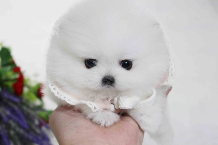  포메라니안 분양정보 홍대애견샵 몽냥몽냥