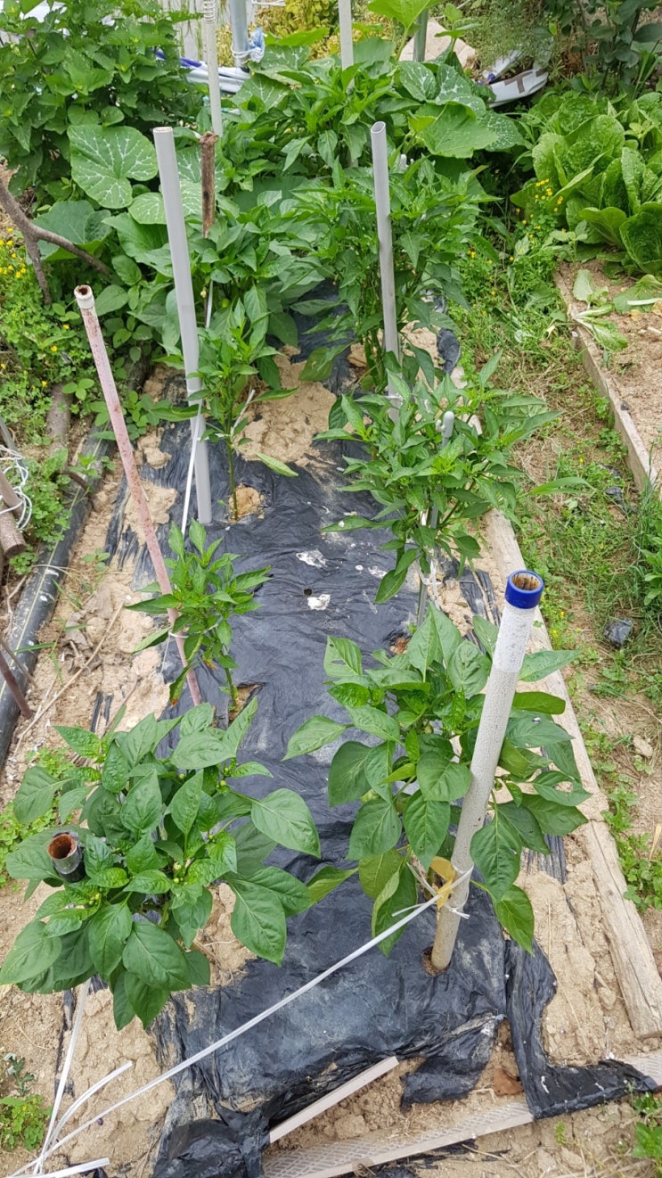  190606 점심때 알타리 열무수확+당조고추 3개도