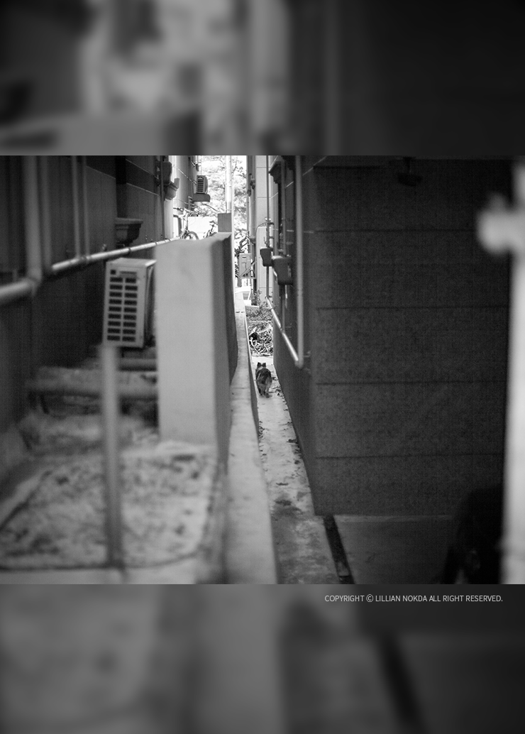  [옛날이야기] 새돌이는 여전히