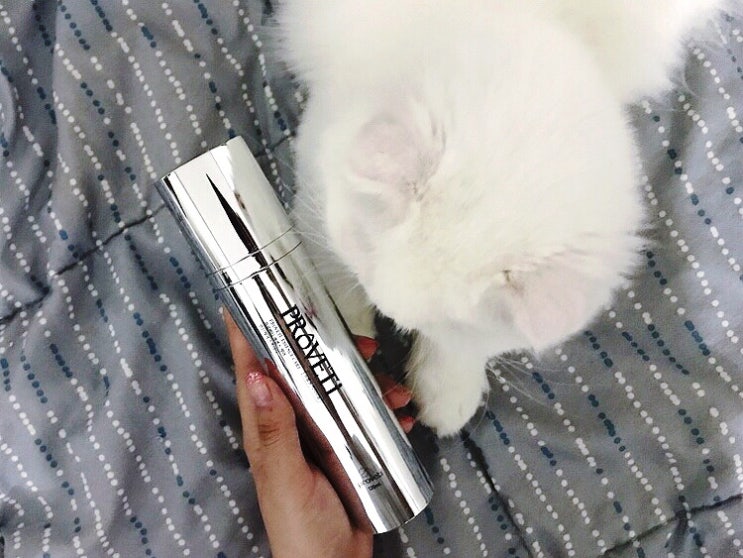 [가치가자펫] 프로베티 에센스케어로 냥님들 목욕도 쉽게! :)️ / 고양이워터리스