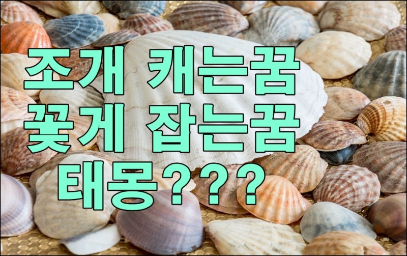 조개캐는꿈과 꽃게잡는꿈 태몽???