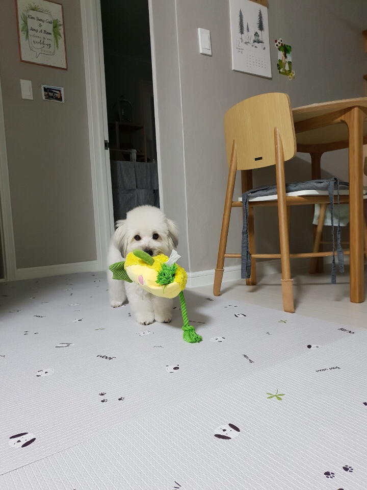  #꼬똥드툴레아 훈련 후기
