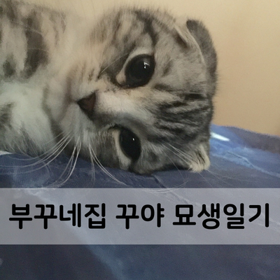  2015년~ 부꾸네 집 고양이 이야기 #2. 꾸