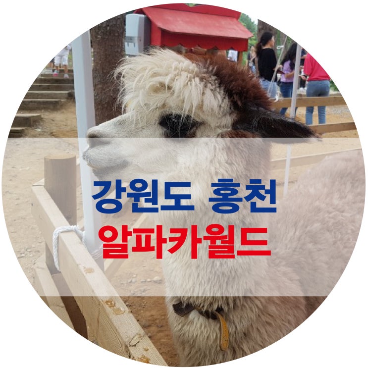  강원도[홍천] 아이랑 가볼만한곳 알파카월드