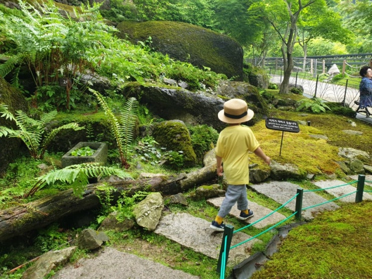  [경기도 광주시] 아이랑 가볼만한곳 - 곤지암 화담숲. 반디불이축제