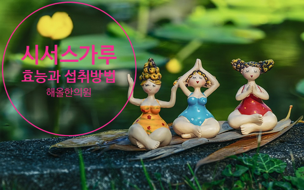  (신당역한의원)시서스가루의 효능과 부작용