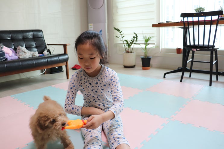 강아지 무는 이유 및 버릇 고치기 방법 (4개월 4주 차)