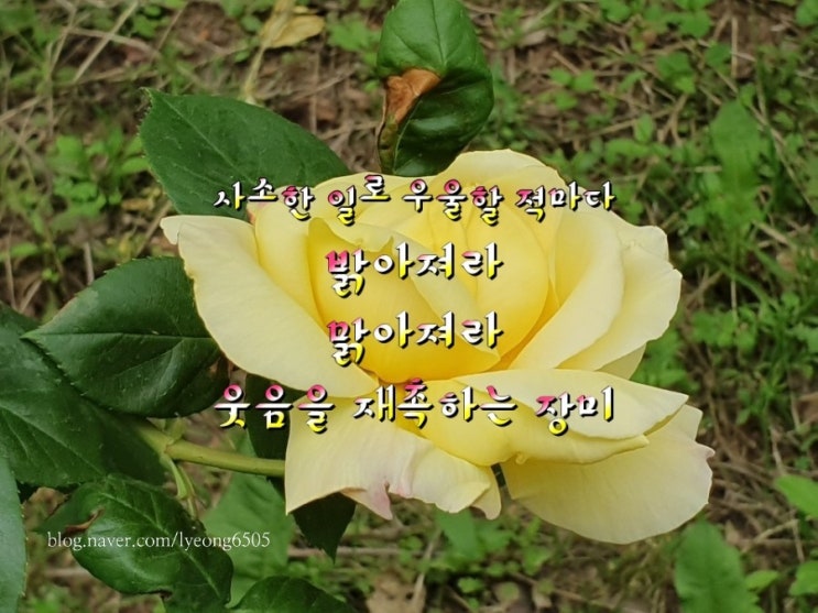 [3년 전 오늘] [6월의 시] 6월의 장미 - 이해인,6월 편지 -윤보영