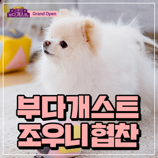  부다개스트 조우니 강아지용품 협찬