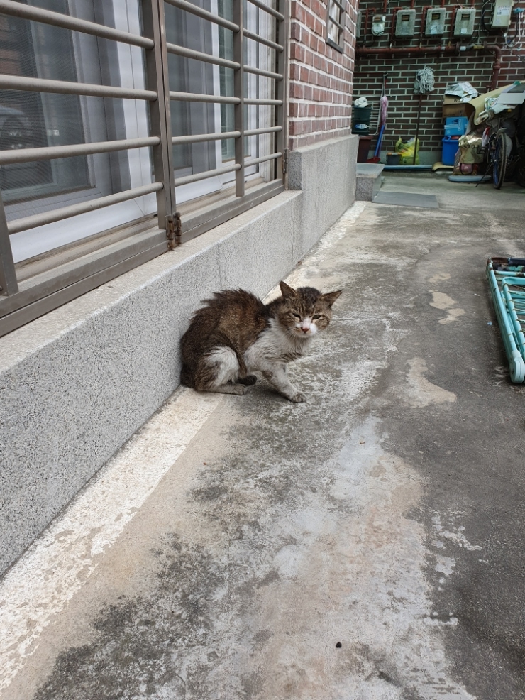  삐쩍마른채 나타난 길냥이 동글이