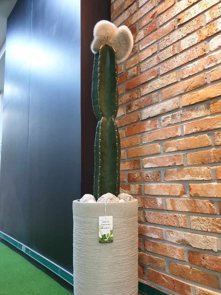  남다른 품격의 밍크선인장