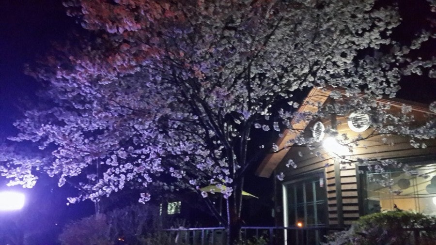 홍시예감펜션 사진 6