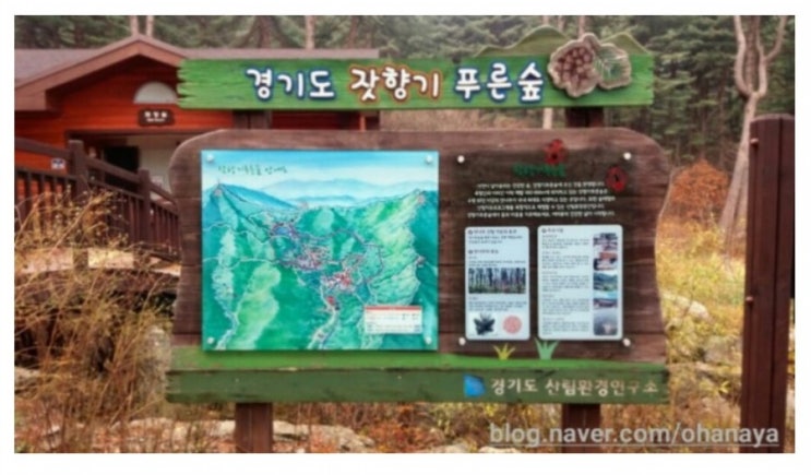  잣향기푸른숲 : 피톤치드 마시며 힐링해요. 우리나라 최대 잣나무숲