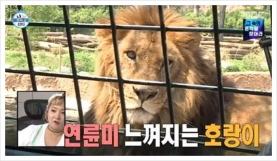  에버랜드 사파리 스페셜투어