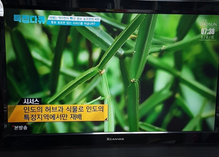  뚱보 호르몬 먹으면서 살 빼자.