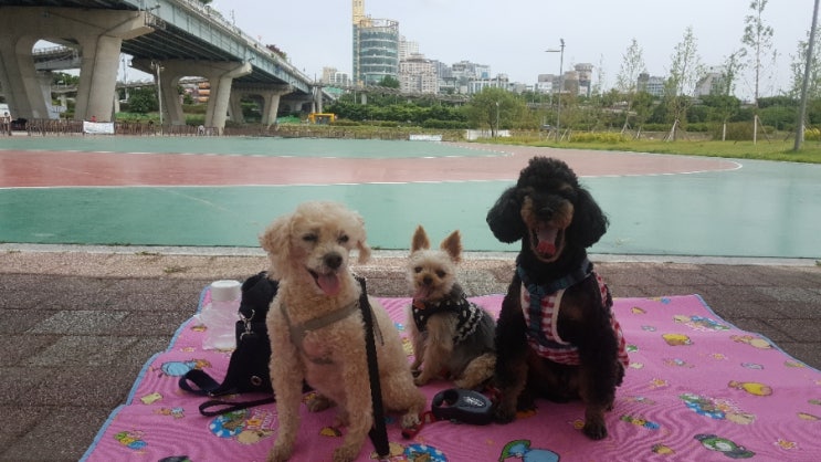  주말 산책은 한강에서