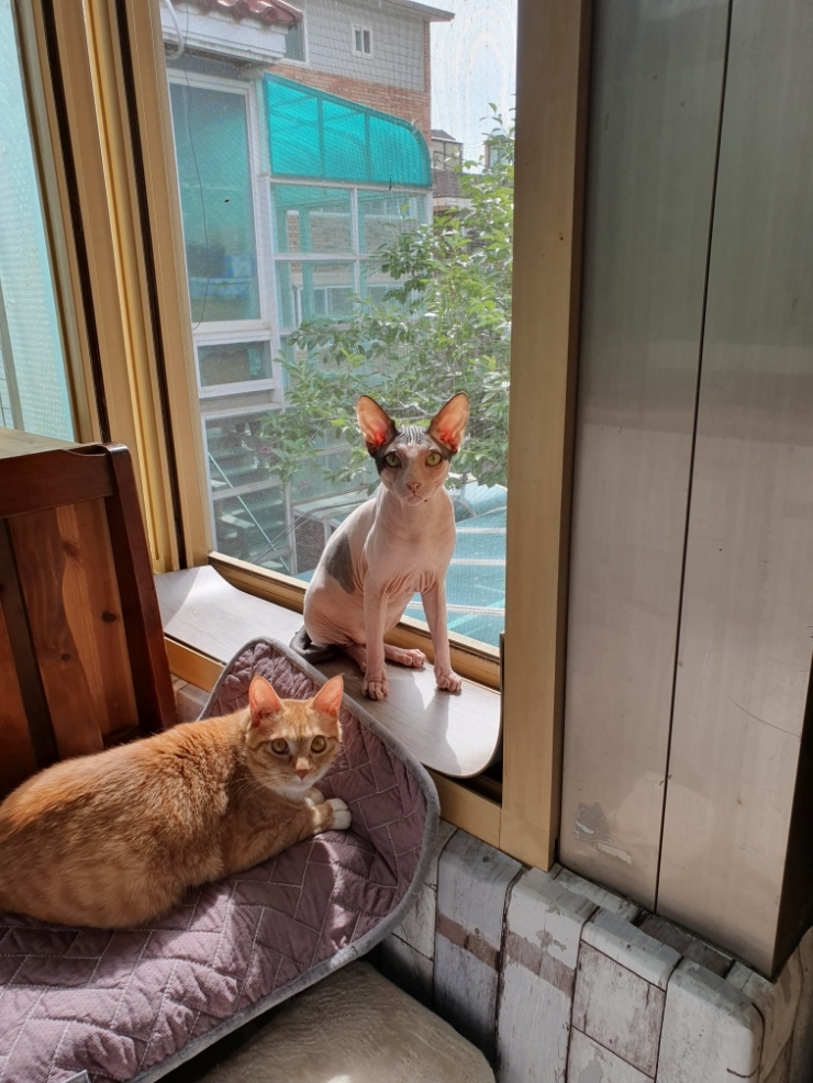  나는 고양이 엄마다