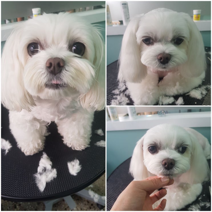  댕댕이들 미용~