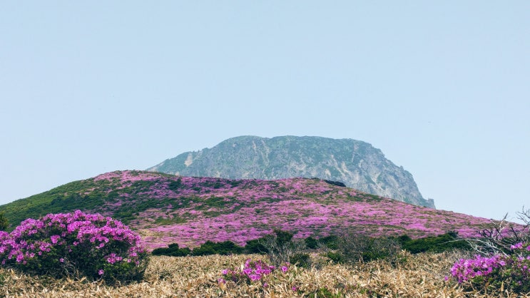  [제주여행정보]6월 한라산은 부농부농해요