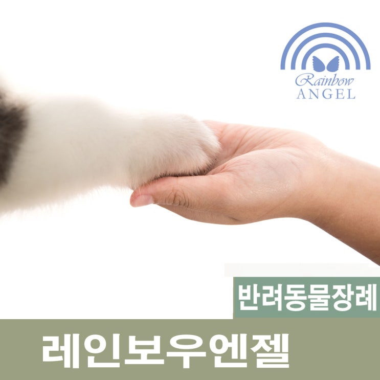  강아지무지개다리 강아지죽음 신뢰 가는 반려동물장례식장 [레인보우엔젤]