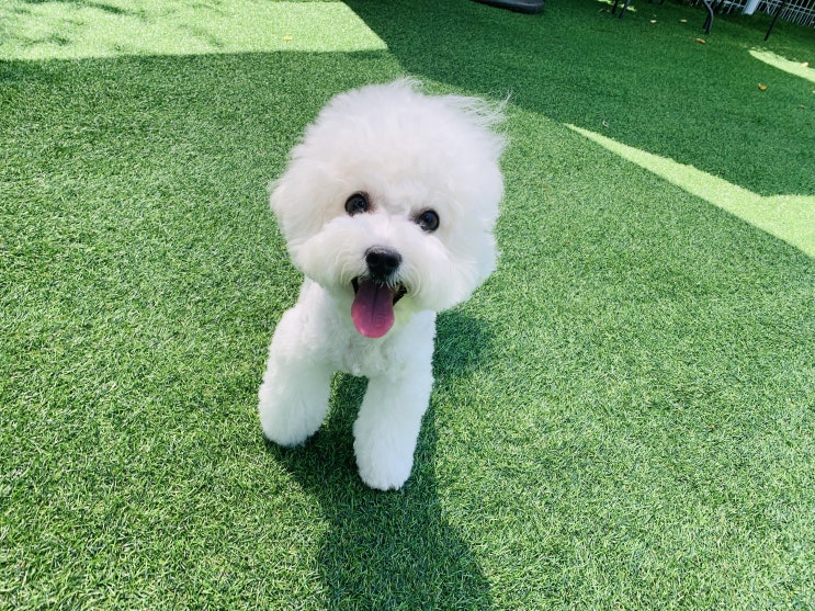  [애견유치원] 멍스토리 유치원 - 두부의 일상!