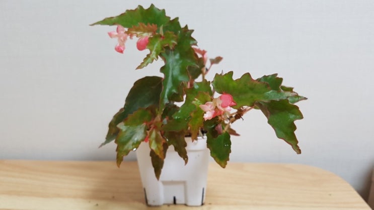  베고니아 샤일로. 레드바론. 캐틀린 메이어