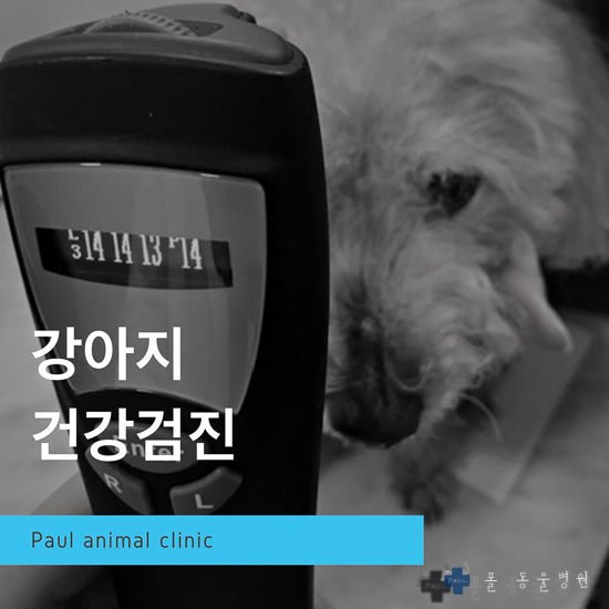  강아지 고양이 건강검진, 종합검진, 정기검사 & 분당 24시 폴 동물병원(판교, 서현, 이매, 미금, 용인, 수내)