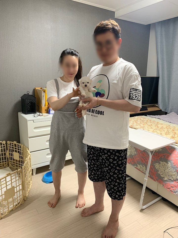  남양주강아지분양  파주/운정비숑프리제분양정보:D