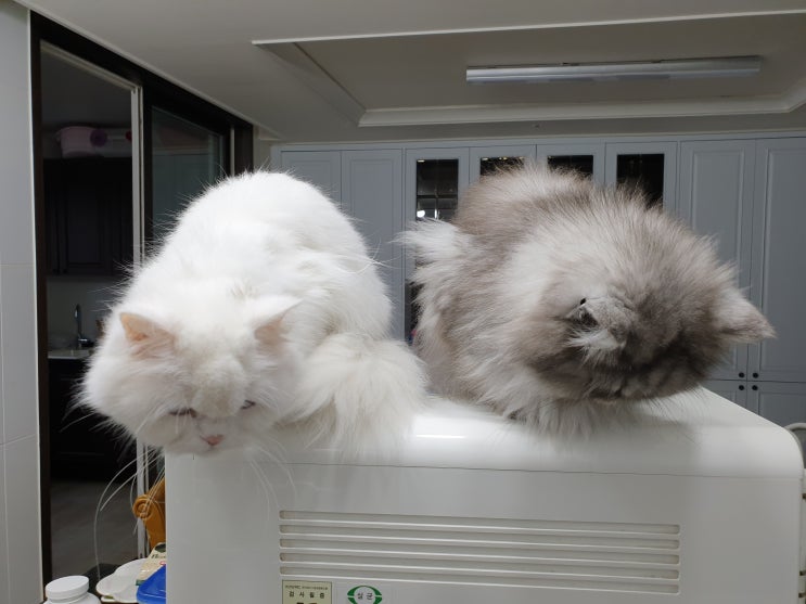  성향이 너무나 다른 우리집 고양이 모자