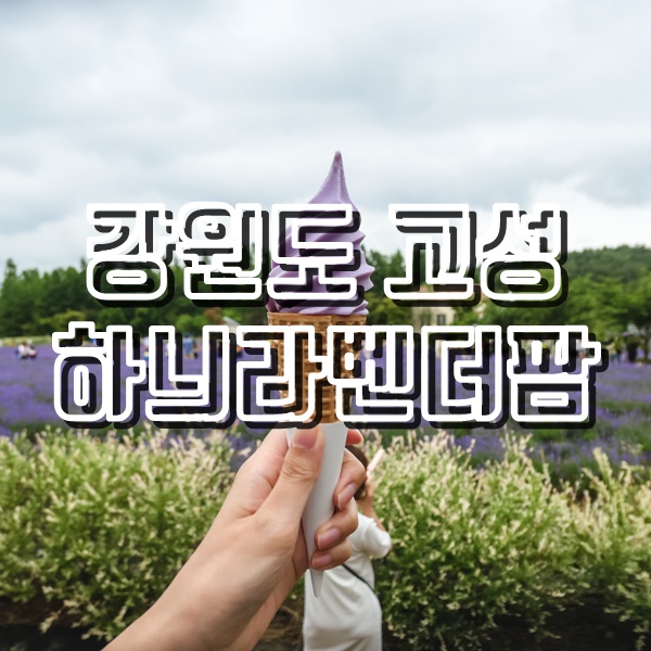  6월 가볼만한곳 고성라벤더축제가 열리는 하늬라벤더팜