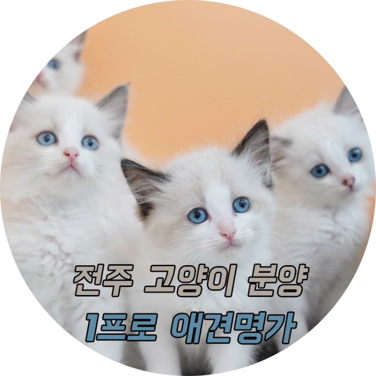  익산고양이분양 우아한 외모를 원하신다면?