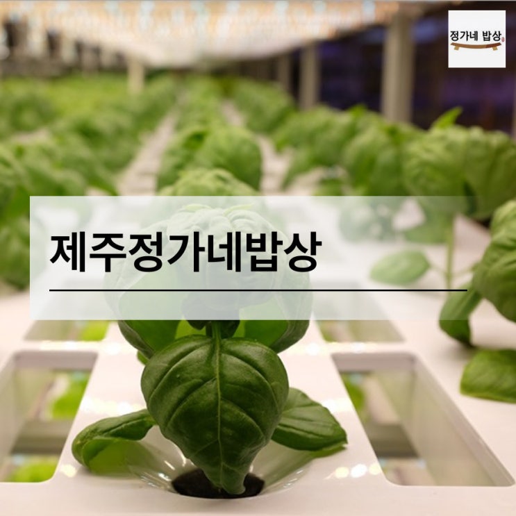  제주 고모부가 나만 알려주신 정가네밥상