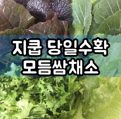  [지쿱 모듬쌈] 당일수확 산지직송 무료배송 모듬쌈채소6종
